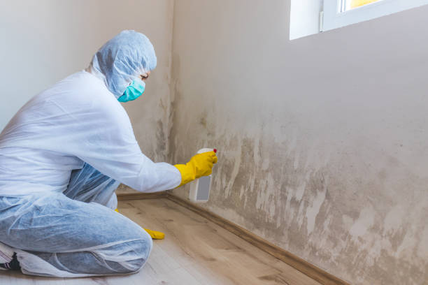 Licensed Mold Testing service in Woodbine, NJ - WQB Mold Removal
