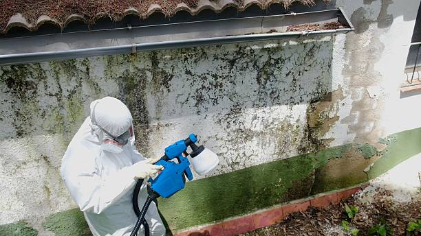 Top rated local Mold Testing specialists in Woodbine, NJ